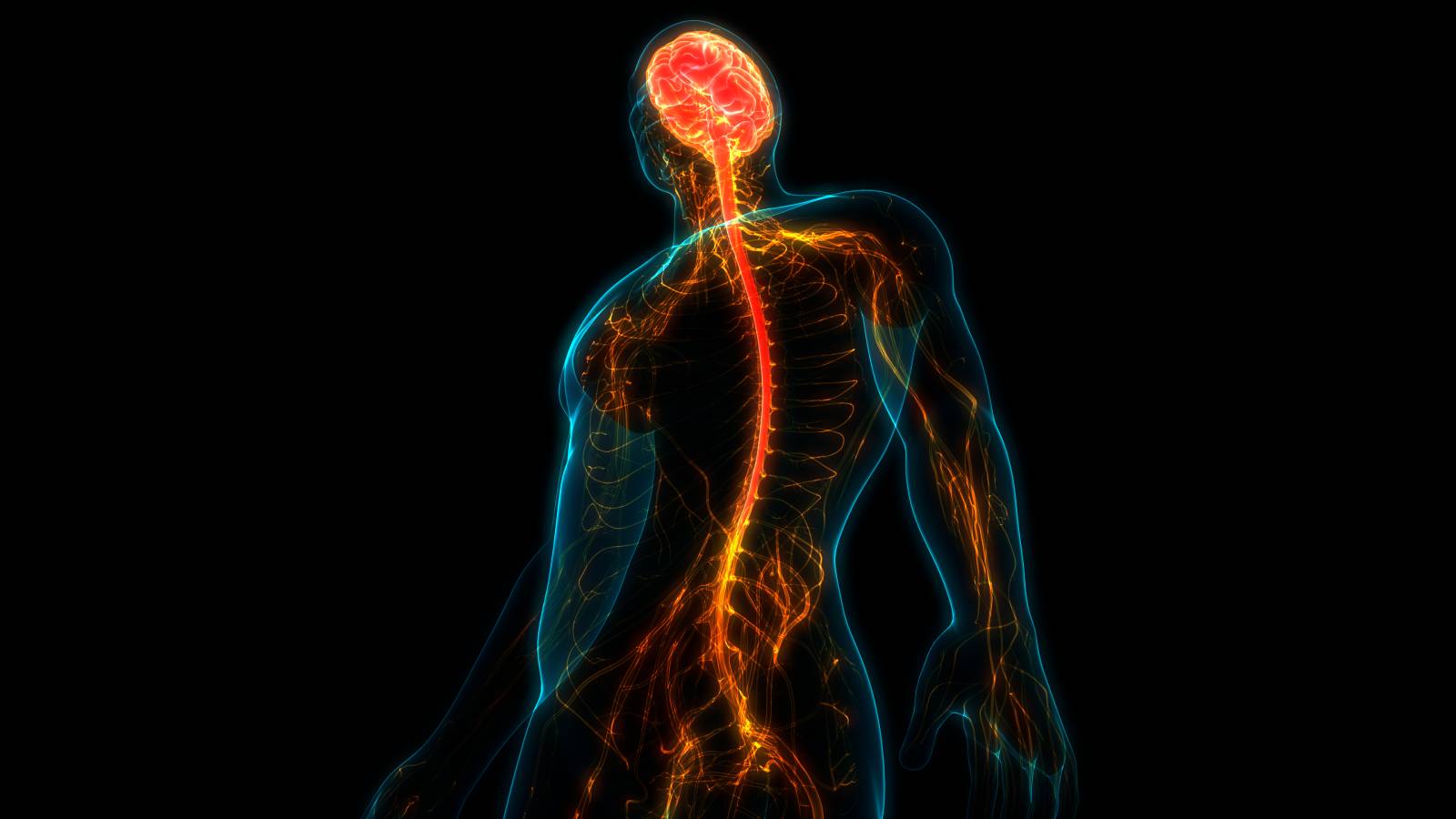 Image highlighting spinal cord and other parts of the nervous system