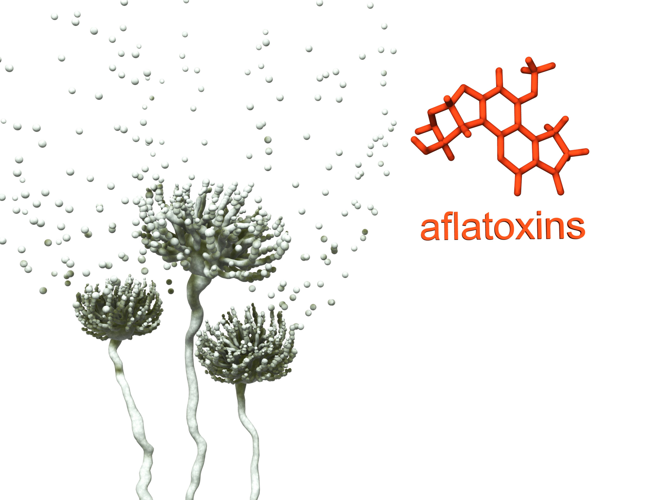 Aflotoxins